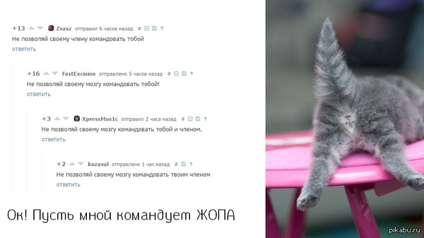 Pikabushniki bad will not advise! - NSFW, Comments, Other people's comments, cat, , Ass, , Not mine, Advice