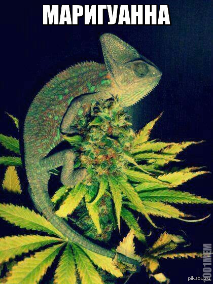 маригуанна..............