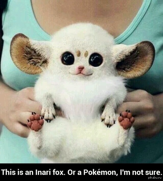 Это лисица Инари или Покемон, я не уверен.