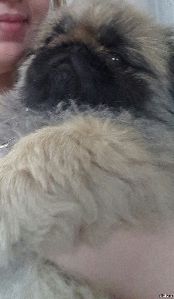 � � ����  ����  ���� Grumpy "Cat"