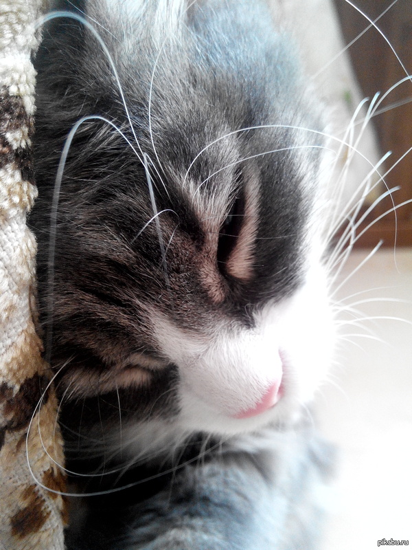 Мой любимец