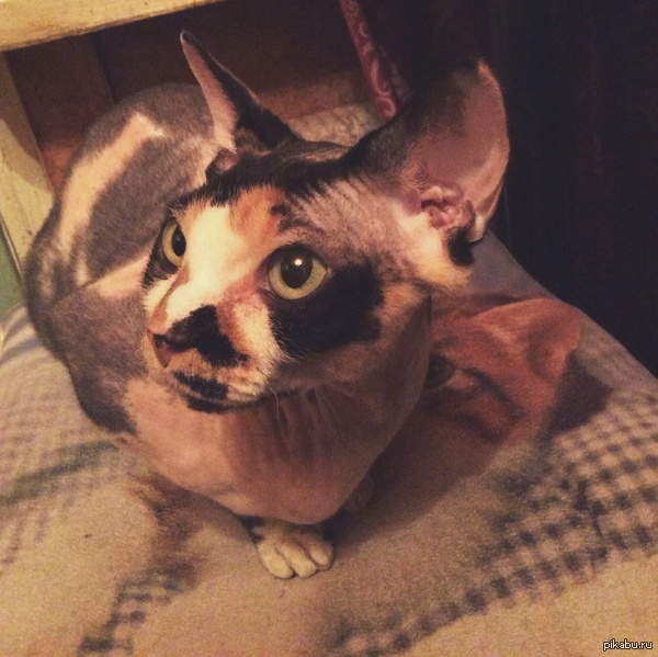 My Canadian Sphynx Powder Puff. - My, cat, Canadian sphinx, Friend, Brother, Kindness, Milota, Brothers