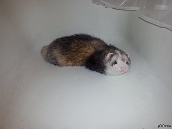 Личинка хорька