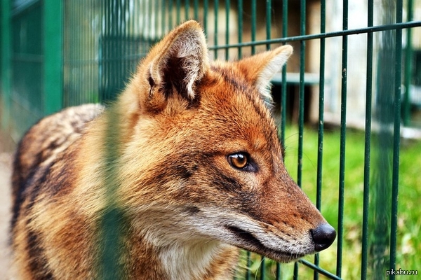 Лисица-хитрюга)