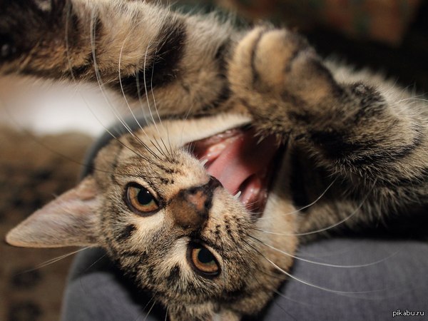 ������� ��� ����� �������