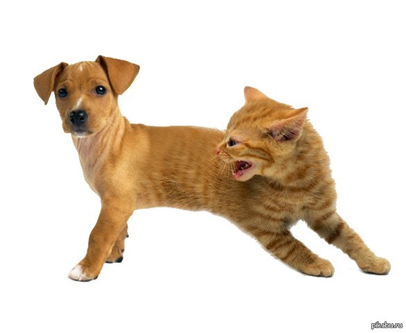 Котопеса