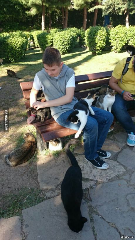 Strong and independent man on a walk - Slagonno, 9GAG, Strong and independent, cat, Street cats