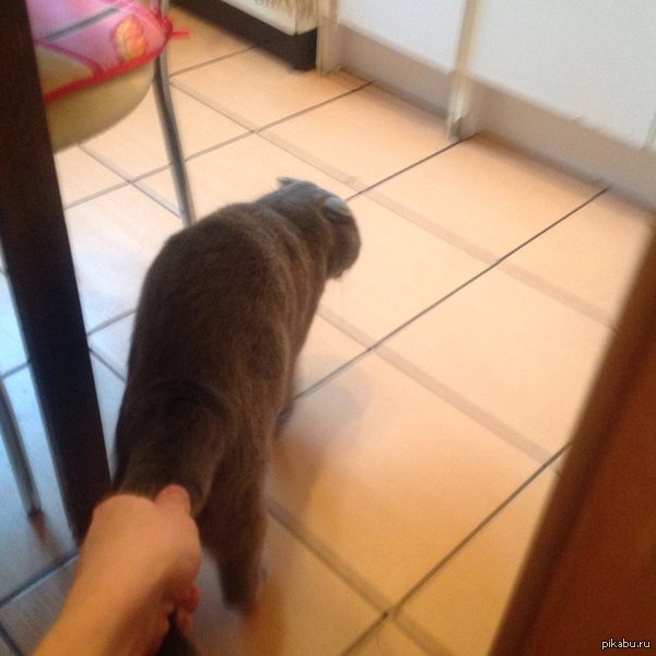 "������ �� ����"