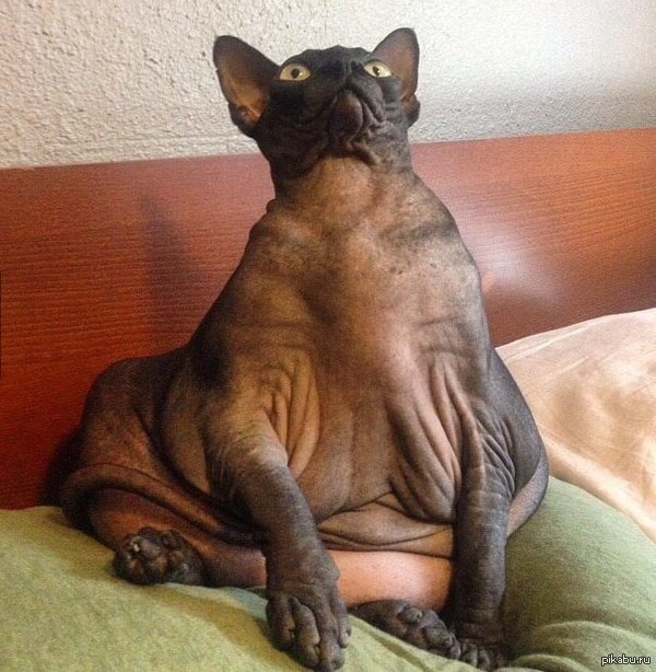 Джабба Кот =)