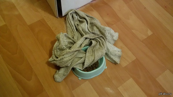 ���� ��������