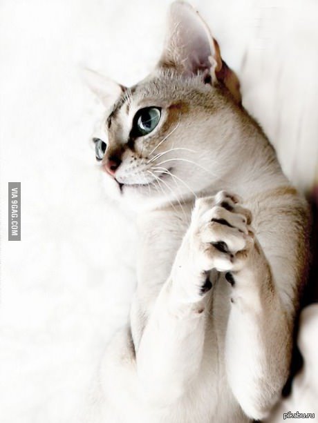 Тот неловкий момент, когда твой кот фотогеничнее, чем ты(