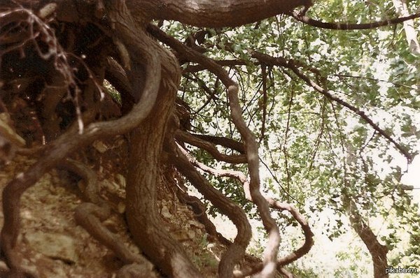 ������, ������, ��� ���� ����������