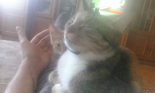 Котеек много не бывает) Прошу прощения за качество снимка. По телевизору еще до кучи Том и Джерри показывали)