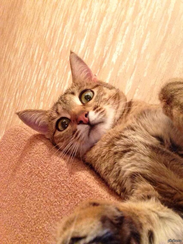 ���� ����� ��� ���� ������ , ������� �� ����� ����� � ����� �������)