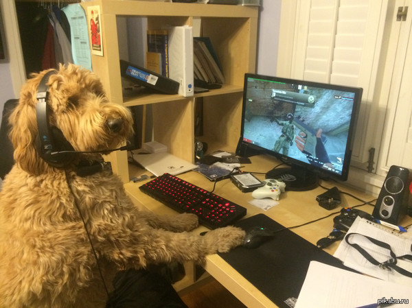 "Иногда мой пес прогоняет меня с компьютера, чтобы поиграть с друзьями"