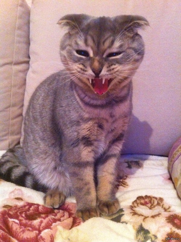 Heard a funny joke - cat, The cat laughs