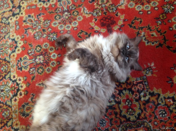 Жизнь хороша...