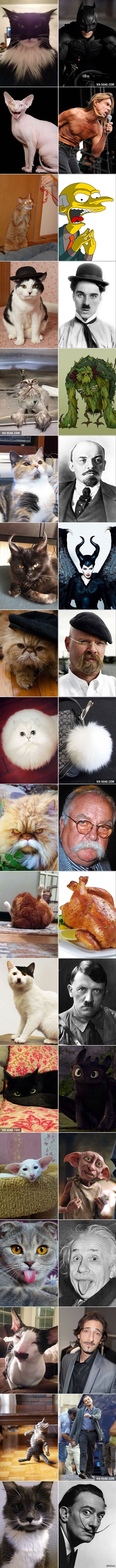 Cats that look like some characters you know - 9GAG, cat, Longpost, Batman, Not mine