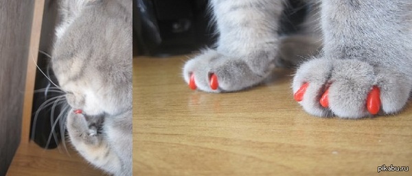 Гламурная киска