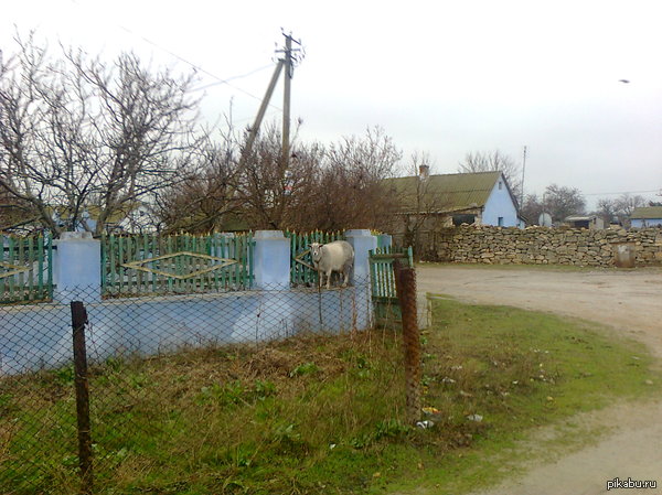 �������� �������.