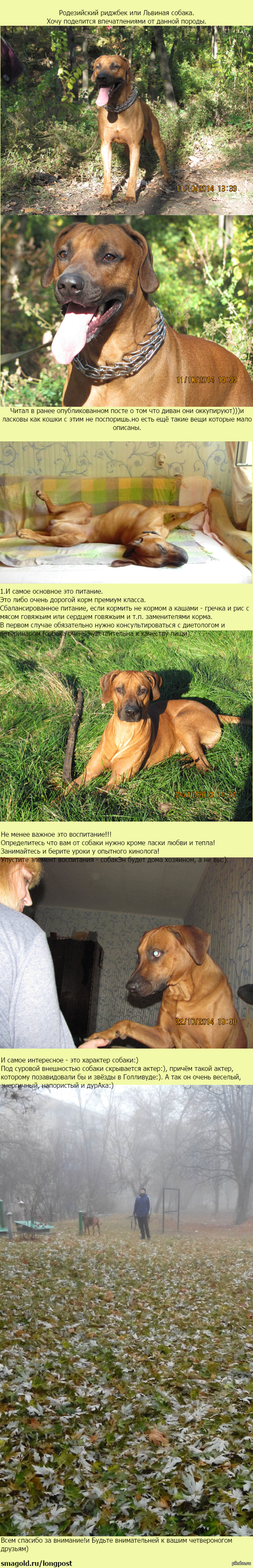 Ridgeback as it is) - NSFW, My, Rhodesian Ridgeback, My, Character, Pets, Nature, Longpost