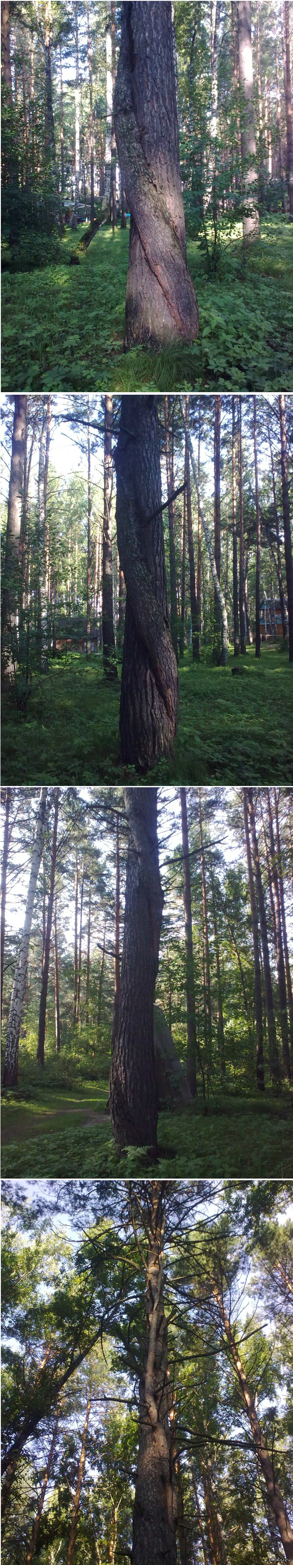 Эх, тантрические сосны!