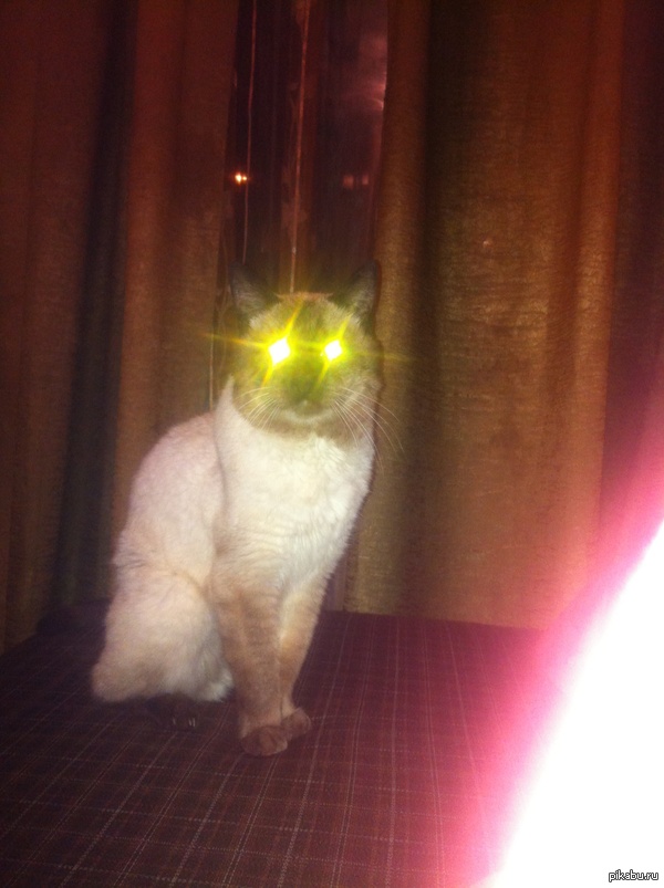 Прожекторперисхилтон