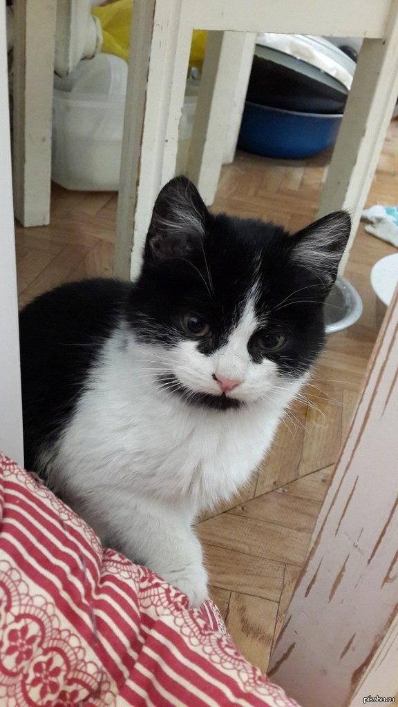 Свершилось! Я спас Котейку и наконец-то вступил в лигу Всея Пикабу!