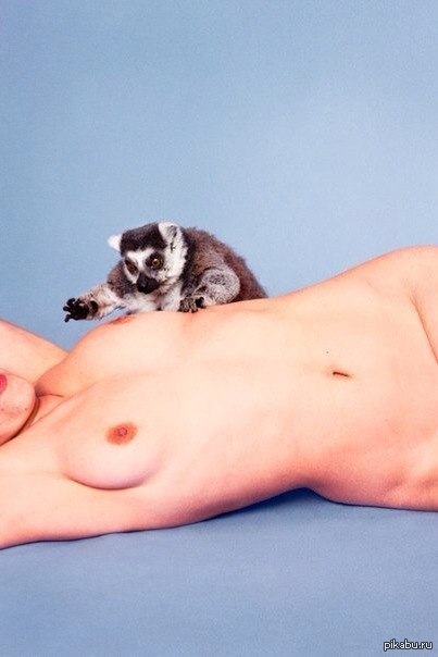 Lemurchik - NSFW, Erotic, Lemur, Feline lemur, Boobs