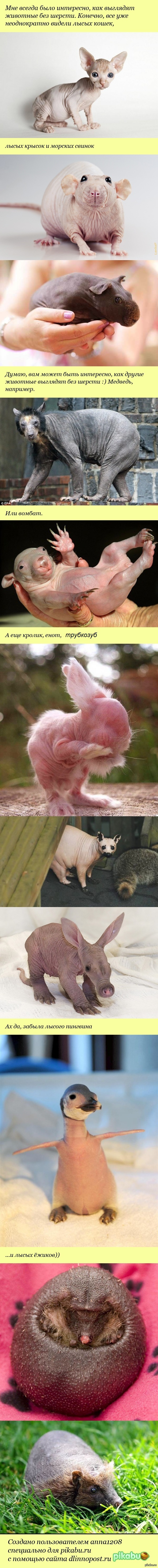 Зверюшки без шерсти)