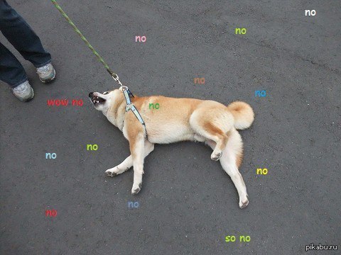 ����� ���� �������� ���������