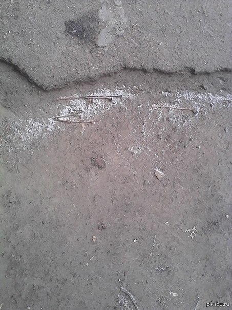 С первым снегом)) | Пикабу