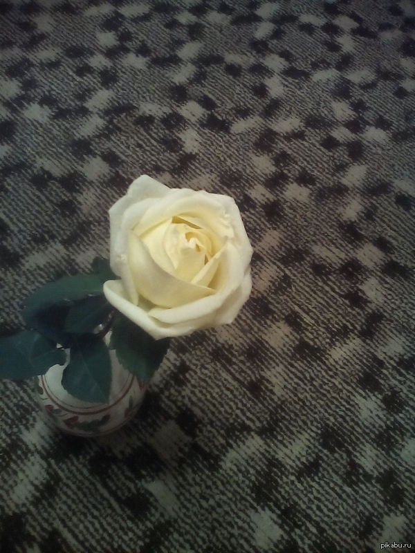 Роза для сильной и независимой