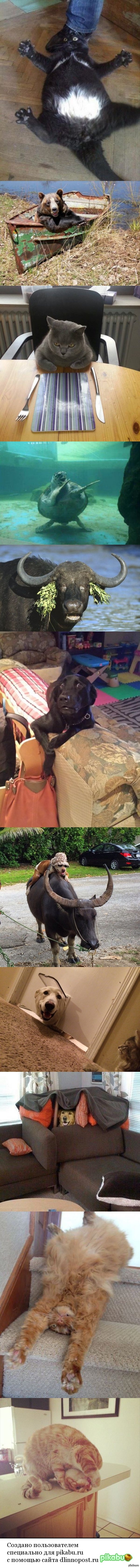Прикольные животные