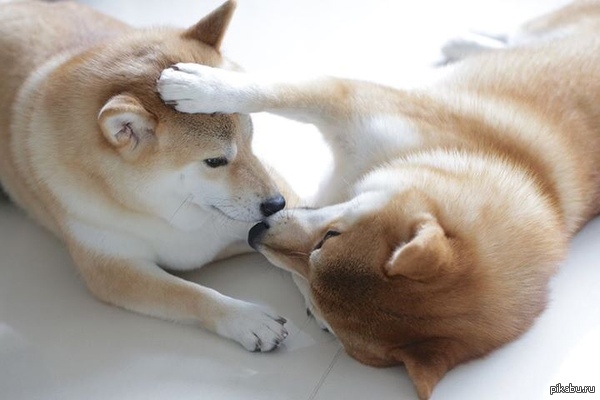 wow such kiss