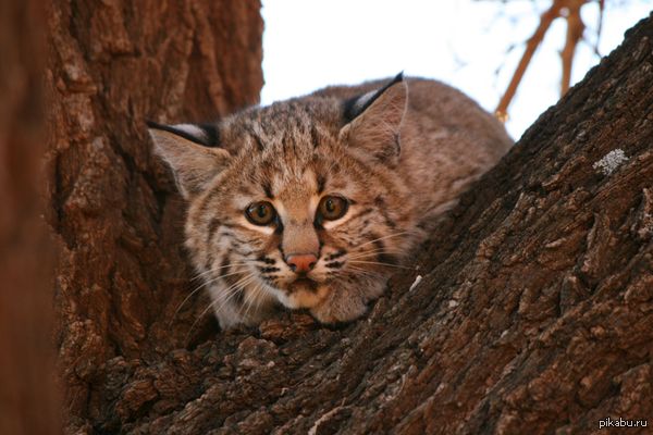 "Собака лаяла, напугала этого малыша..."