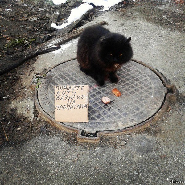 Кот-попрошайка на улицах города!