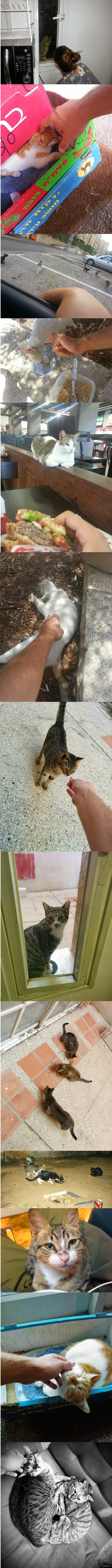 В Израиле с котэ все не так уж и плохо