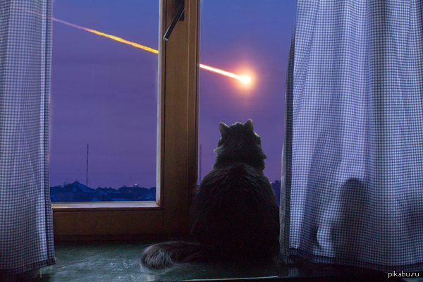 Наша кошка смотрит как падает рубль