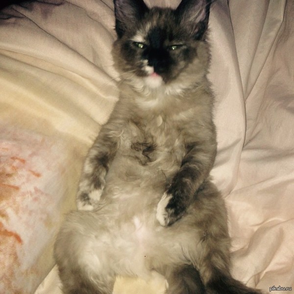 Матерая кошка