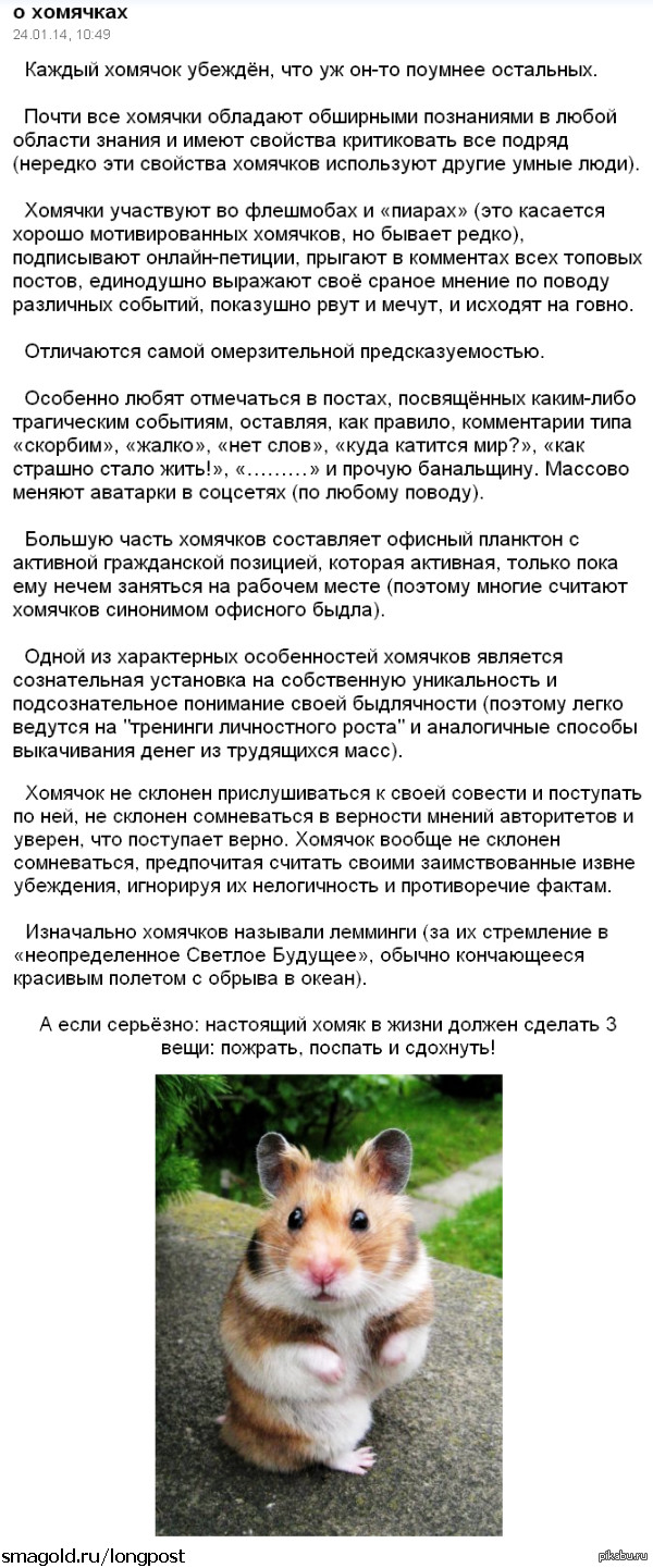 Что должен сделать настоящий хомяк? | Пикабу