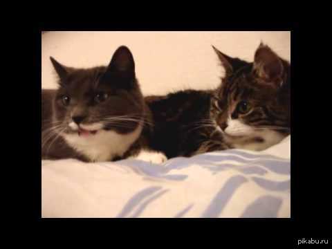 �������� ���� ������