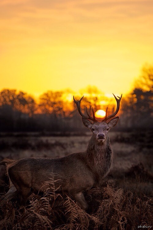 олень на фоне солнца. олень на закате. олень на закате. солнце оленя. пейзаж с животными.