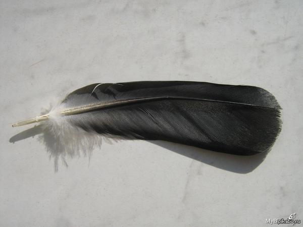 Вот это - перо!