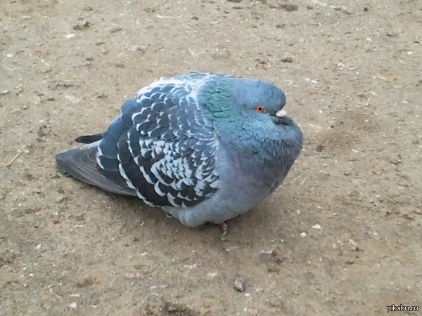 .    .  .  ...        .