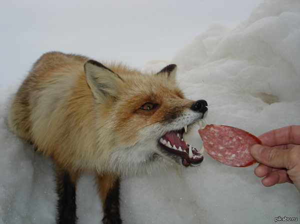 ��������� ����� ���� �������� �� ������. ������� ���� � ������������ �� ������ ������������� ����, ���, �������� ���� :)