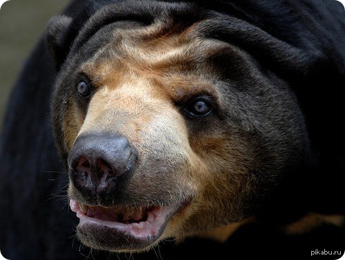 This miracle is called the Sun Bear - Bear, Rare animals, The photo, The Bears, Rare view