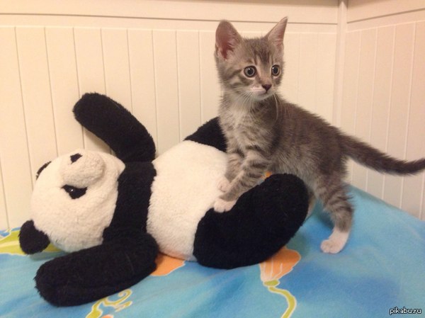 � ������ ���� �� ������