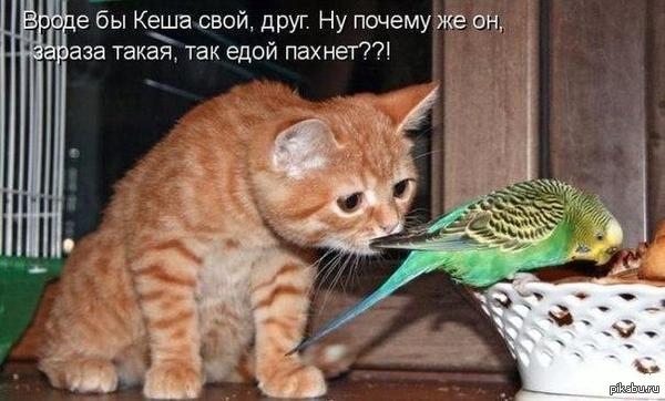 ��� �������� ����������