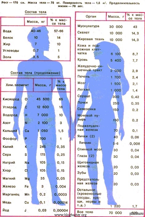 Какая масса человека. Химический состав тела человека. Состав человеческого организма. Вес организма человека. Состав человеческого тела в процентах.